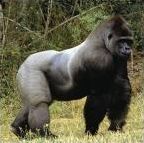 Quiz Animaux