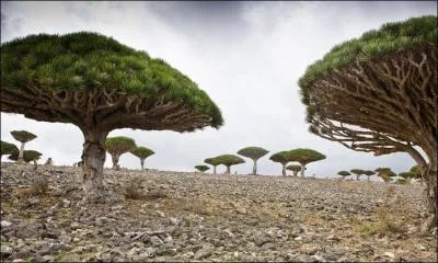 A quoi servait dans l'Antiquité la résine du dragonnier de Socotra ?