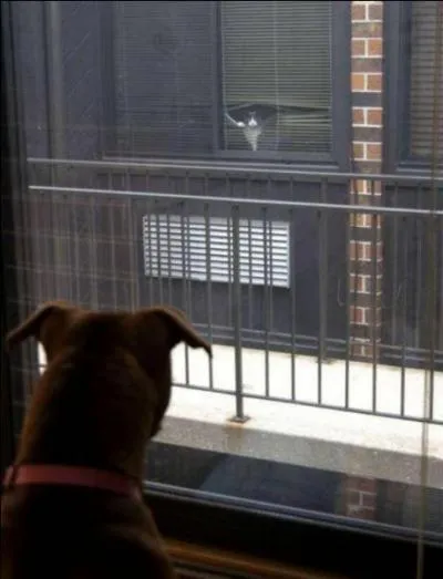 Dans lequel de ces trois films peut-on entendre souvent cette citation "Je te vois" ?