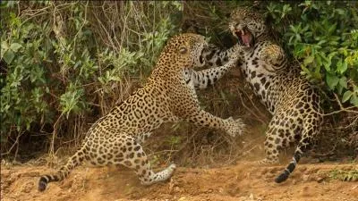 Une question pour les connaisseurs des animaux, trouvez le titre d'un film !