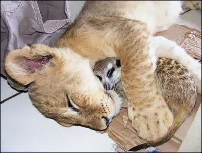 Grâce au plus petit des deux animaux, trouvez le nom d'un personnage du film "Le Roi lion" !