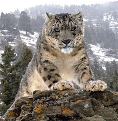 Que peut-on dire de vous si vous ne trouvez pas la réponse à ce félin ?