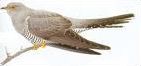 Quiz Oiseaux