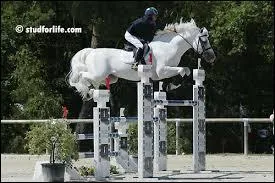 Ce poney de 1 m 48 rivalise avec les plus grands. Quel est-il ?