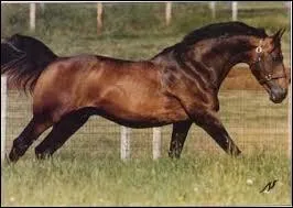 Ce cheval avait l'habitude de sauter les obstacles en ruant. Il est le père de nombreux poulains comme Baloubet du Rouet. Il était monté par Gilles Bertrán de Balanda.
Quel est son nom ?