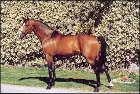 Ancien cheval de saut, maintenant il est le cheval à avoir fait le plus de saillies au monde ; sa descendance est de 1 171 poulains. 
Comment s'appelle-t-il ?