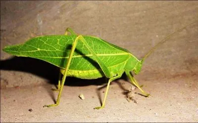 Cet insecte ressemblant à une feuille verte est.....