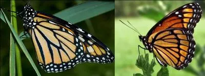 A gauche, vous avez un papillon monarque et à droite, il y a un papillon...