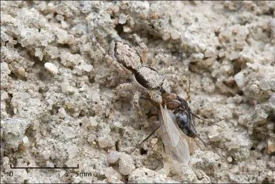 Cette araignée sauteuse a capturé une _________ grâce à son camouflage.