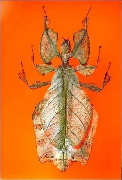 Cet insecte ressemblant à une feuille est une....