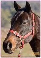 Le cheval de Désirée Biggins s'appelle.....