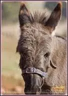 Problème est _______________ de Jess et Mélanie.