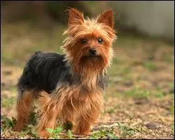 Quelle est la race suivante ?