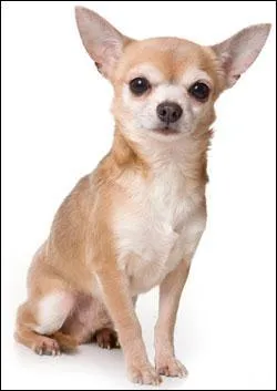 Quelle est la race suivante ?