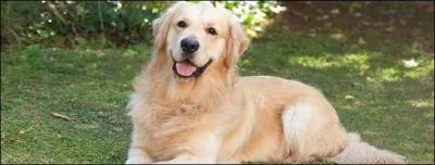 Quelle est la race suivante ?