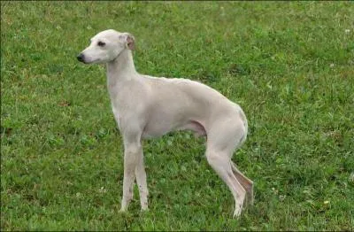 Quelle est la race suivante ?