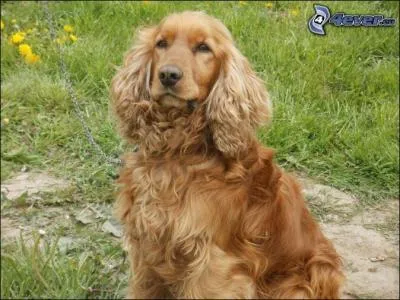 Quelle est la race suivante ?