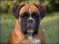 Quelle est la race suivante ?