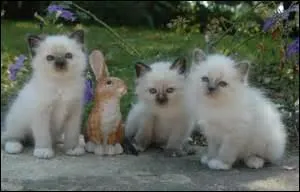 Relevez la liste fautive.