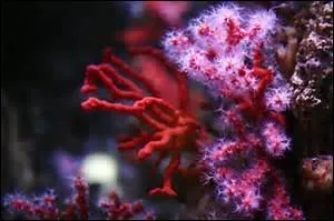 Quel est le pluriel du corail que vous voyez en photo ?