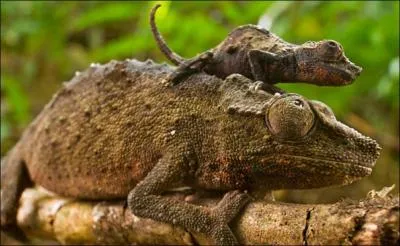 Trouvez, gr&acirc;ce &agrave; la photo, le pr&eacute;nom d'un personnage c&eacute;l&egrave;bre de s&eacute;rie t&eacute;l&eacute;vis&eacute;e !