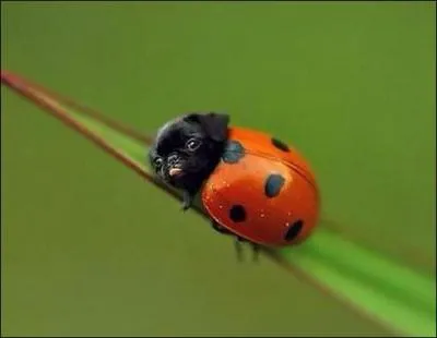 Que voyez-vous sur cette photo ?