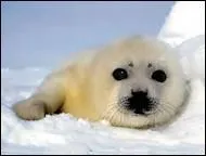 À quel domaine son homophone appartient-il ?