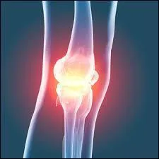 Dans le corps humain, où se situe la rotule ?