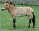 Le cheval de przewalski est en voie de disparition