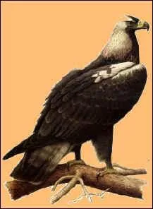 L'Aigle imprial de race occidentale est en voie de disparition