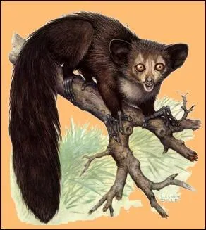 L'Aye aye est en voie de disparition