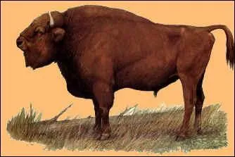 Le bison est en voie de disparition