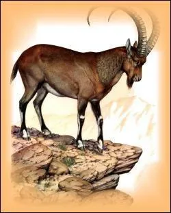 Le bouquetin d'Ethiopie est en voie de disparition