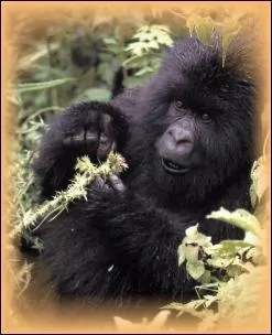 Le gorille de montagne est en voie de disparition