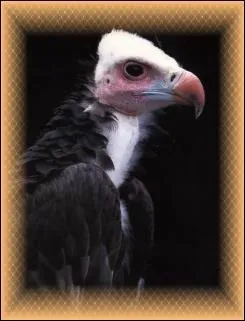 Le condor de californie est en voie de disparition