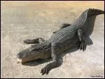 Le crocodile est en voie de disparition