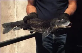 Le cui-ui est en voie de disparition