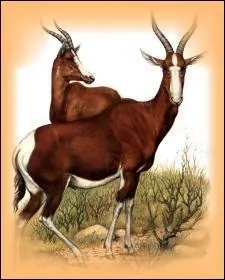 Le damalisque bontebok est en voie de disparition