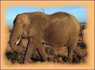 L'lephant est en voie de disparition