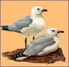 Le goeland d'Audouin est en voie de disparition