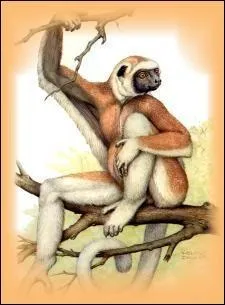 Le sifaka de verreaux est en voie de disparition