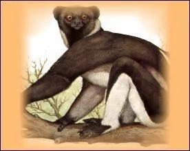 L'Indri est en voie de disparition