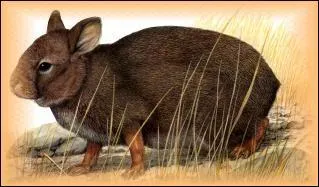 Le lapin des volcans est en voie de disparition