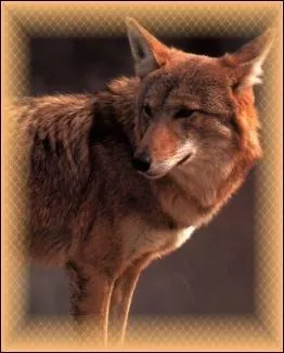 Le loup rouge est en voie de disparition