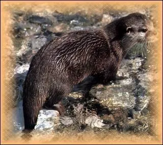 La loutre gante est en voie de disparition