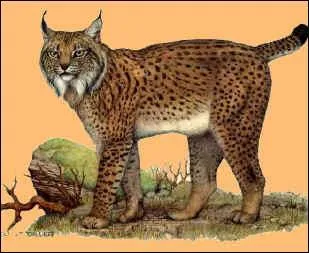 Le lynx Pardelle est en voie de disparition