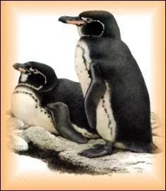 Le manchot des galapagos est en voie de disparition