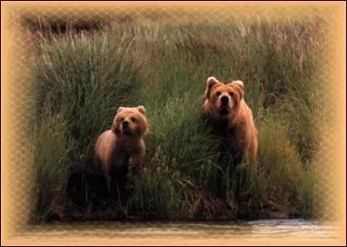 L'ours grizzly mexicain est en voie de disparition