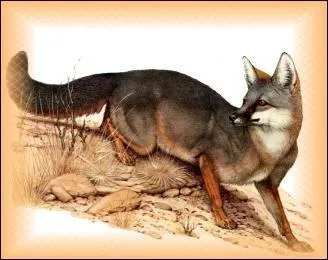 Le renard vloce du nord est en voie de disparition