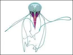 Le seul moyen de tuer la méduse :